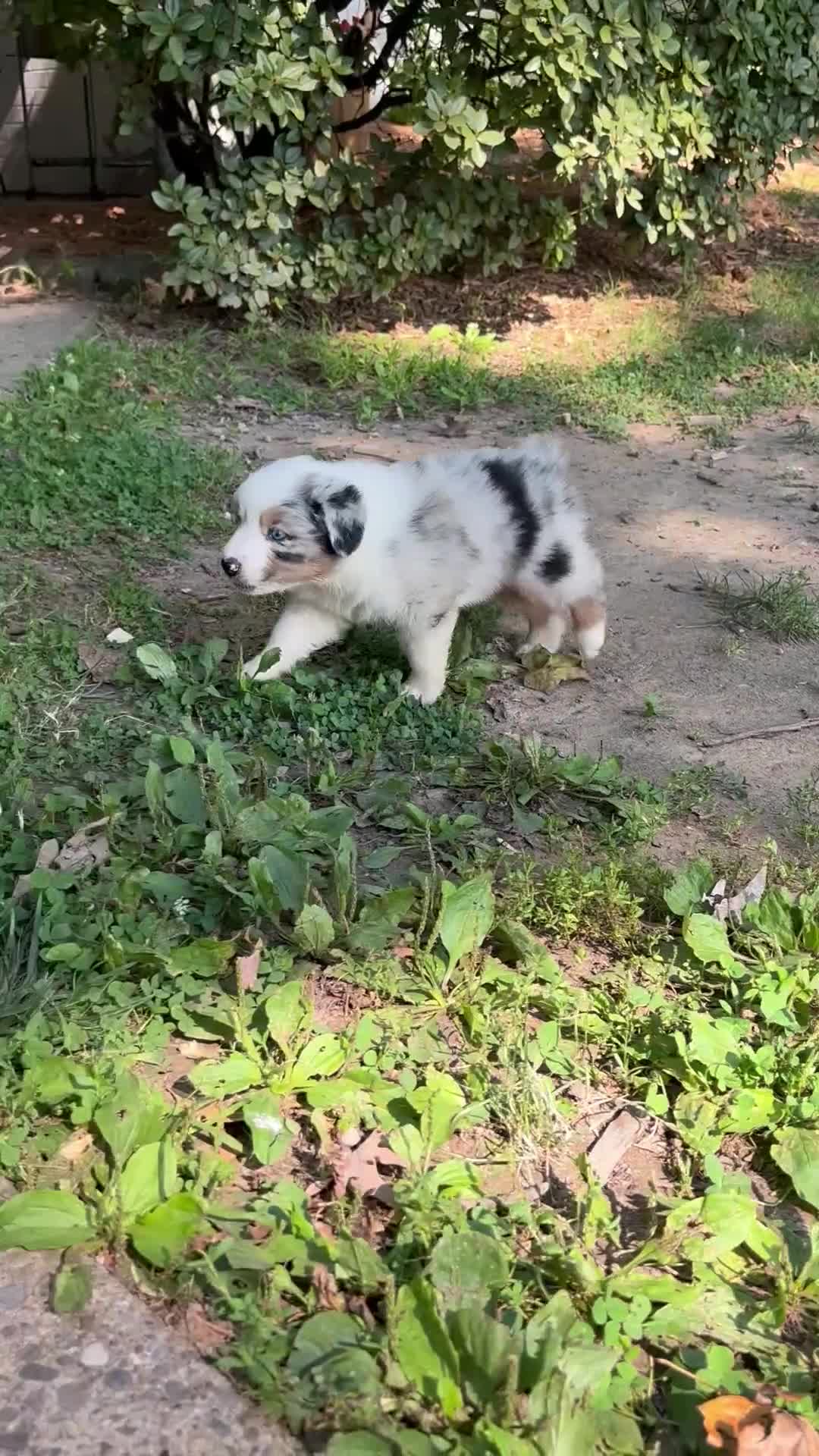 Australian Shepherd dogs for sale: Australian Shepherd 7 - Video 5