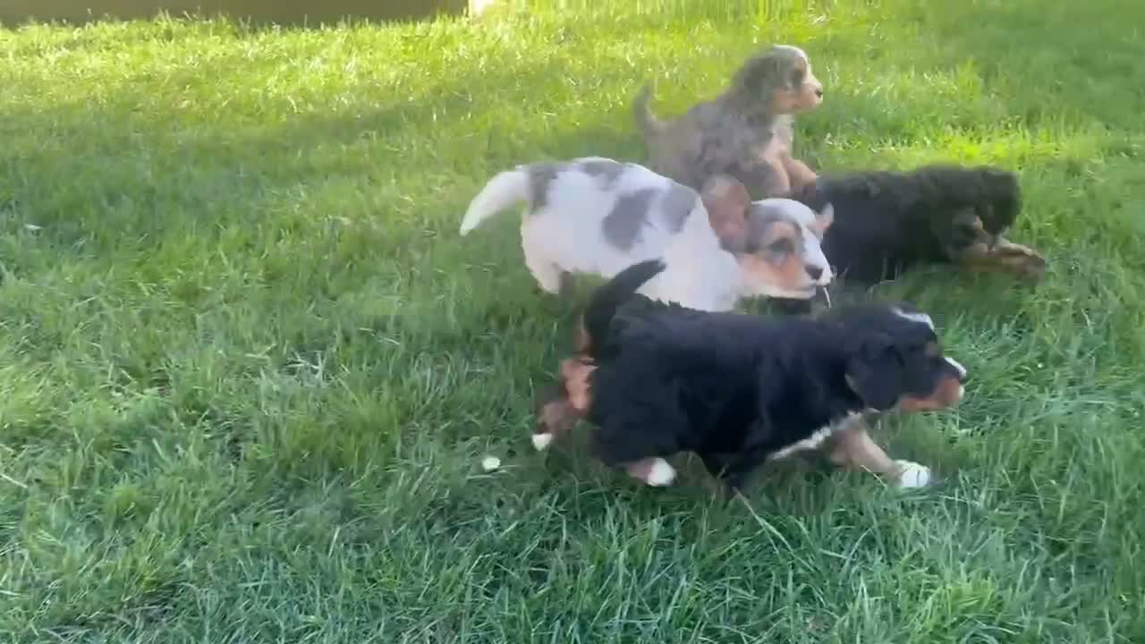 Mixed Breed dogs for sale: Sarah - Mini Bernedoodle - Video 1