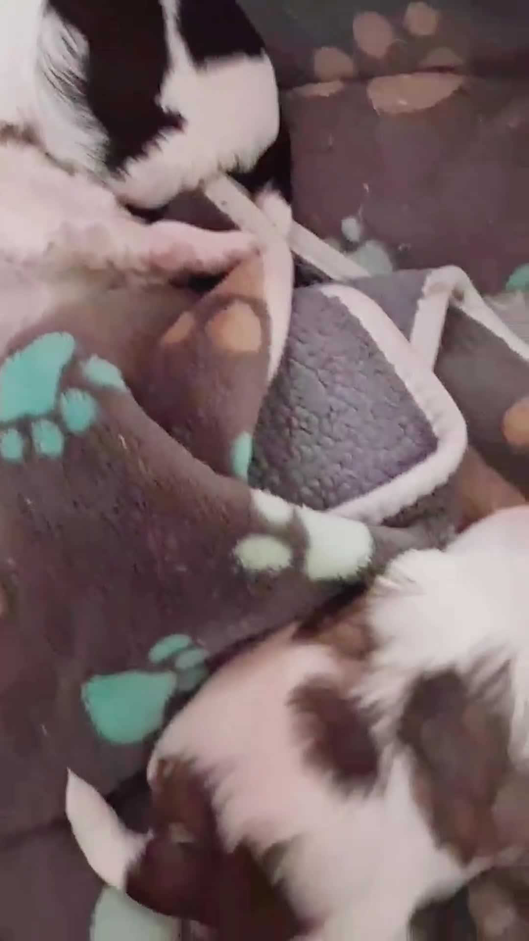 Shih Tzu dogs for sale: Pepper - Video 2