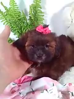 Shihpoo dogs for sale: Honey - Video 1