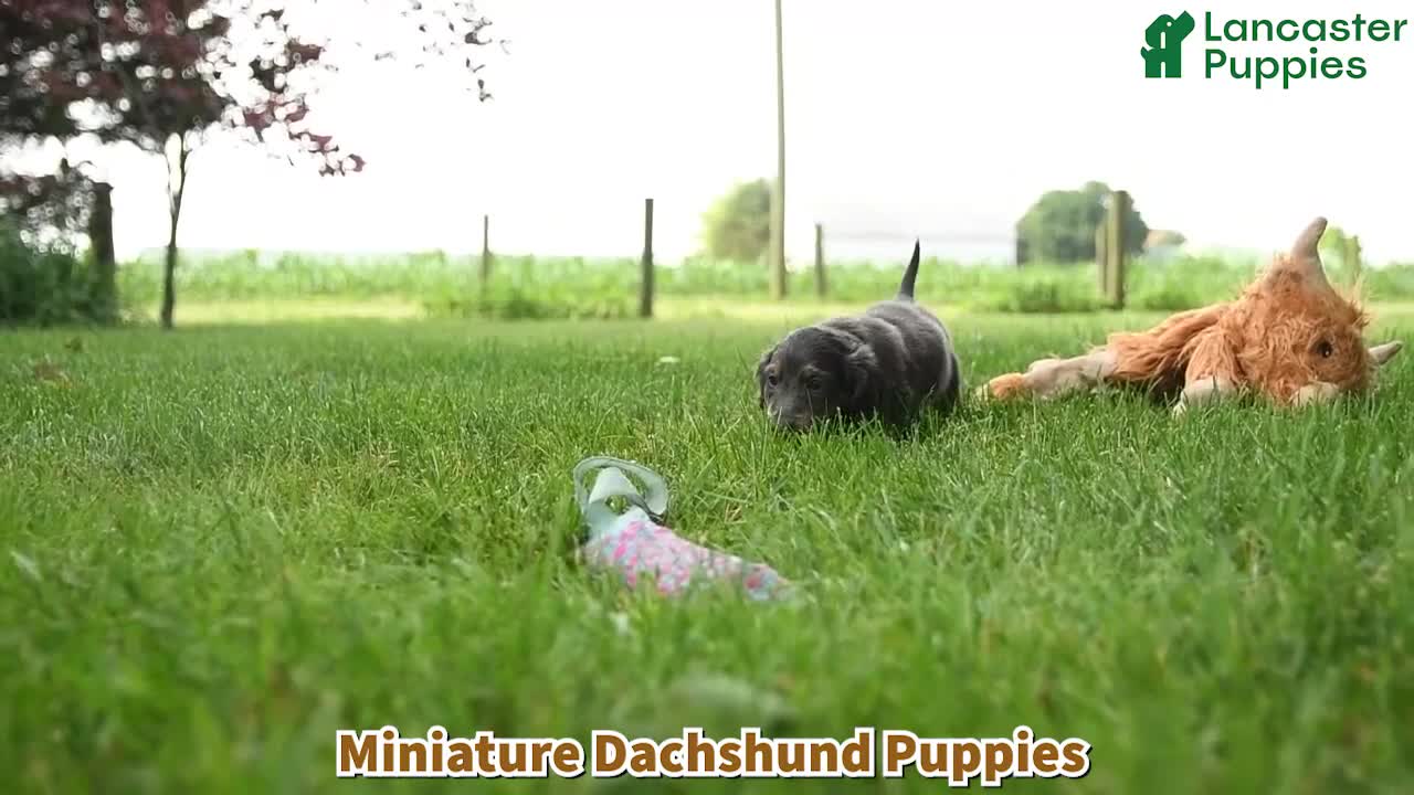 Miniature Dachshund dogs for sale: Piper - Video 1