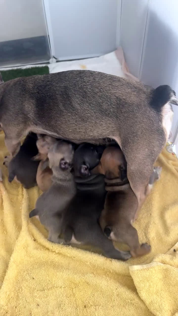 French Bulldog dogs for sale: French Bulldog Puppy 5 - Video 1