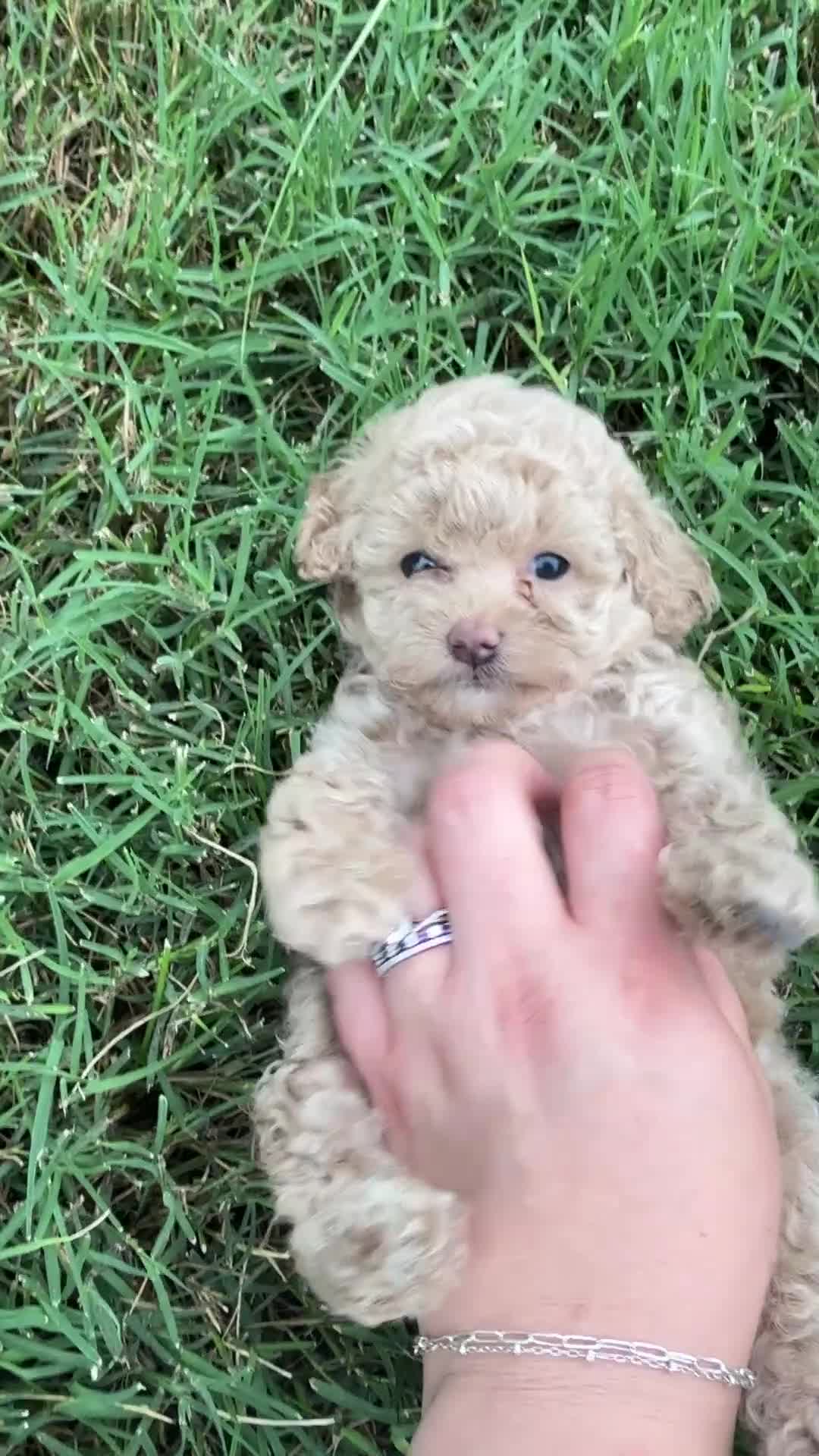 Toy Poodle dogs for sale: Natalie - Video 1