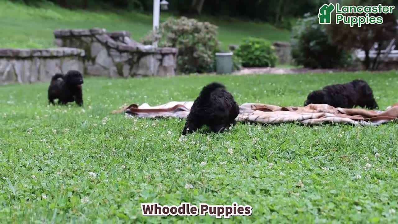 Whoodle dogs for sale: Beauty - Video 1