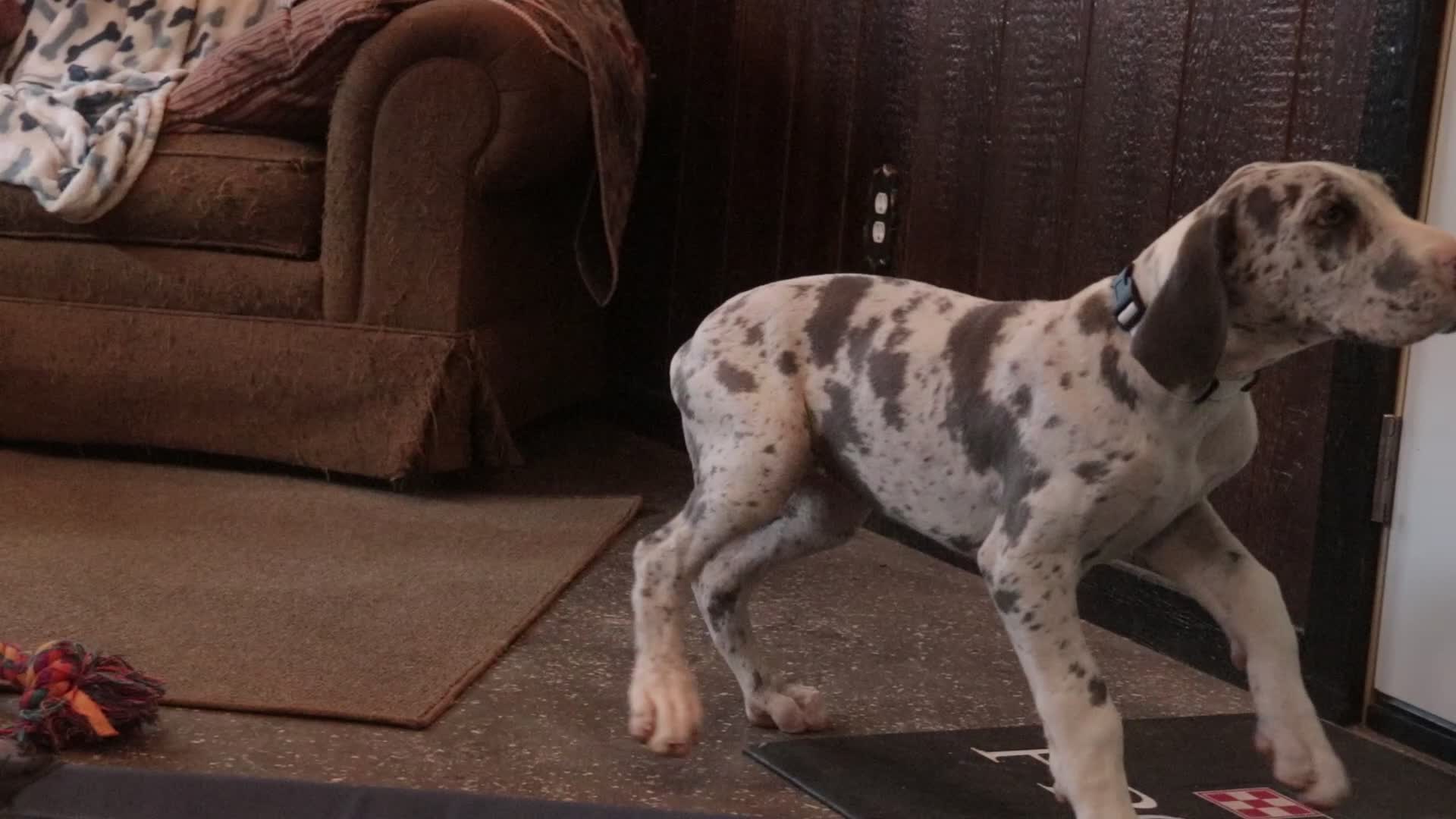 Great Dane dogs for sale: Skye - Video 1