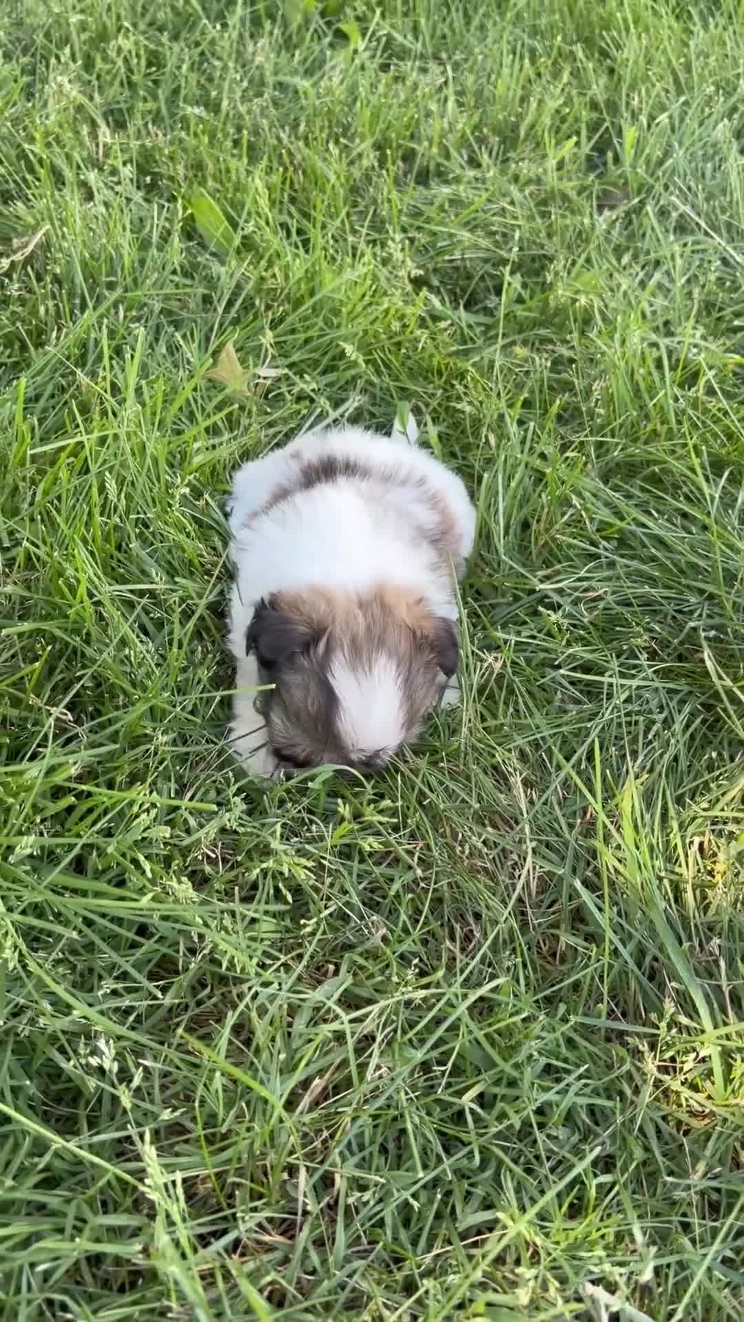 Mixed Breed dogs for sale: Milo - Video 1