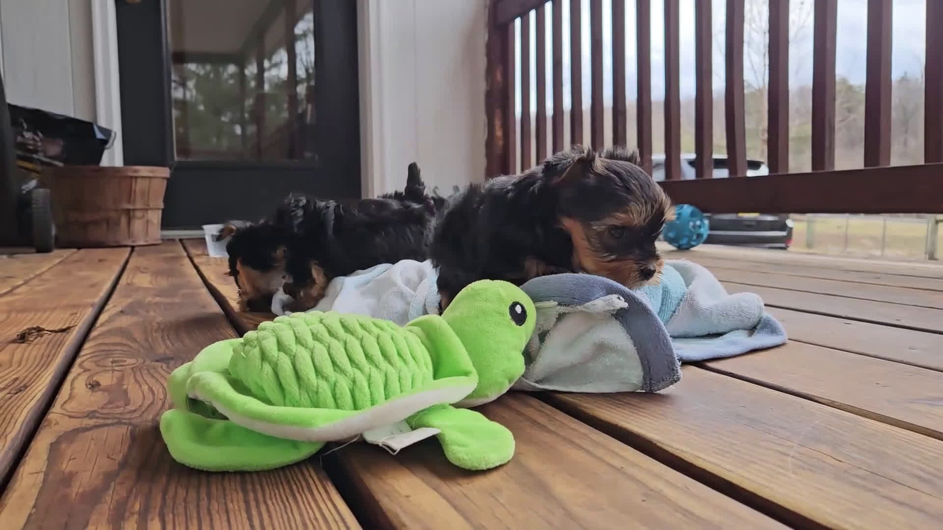 Yorkshire Terrier dogs for sale: Eleanor  - Video 1