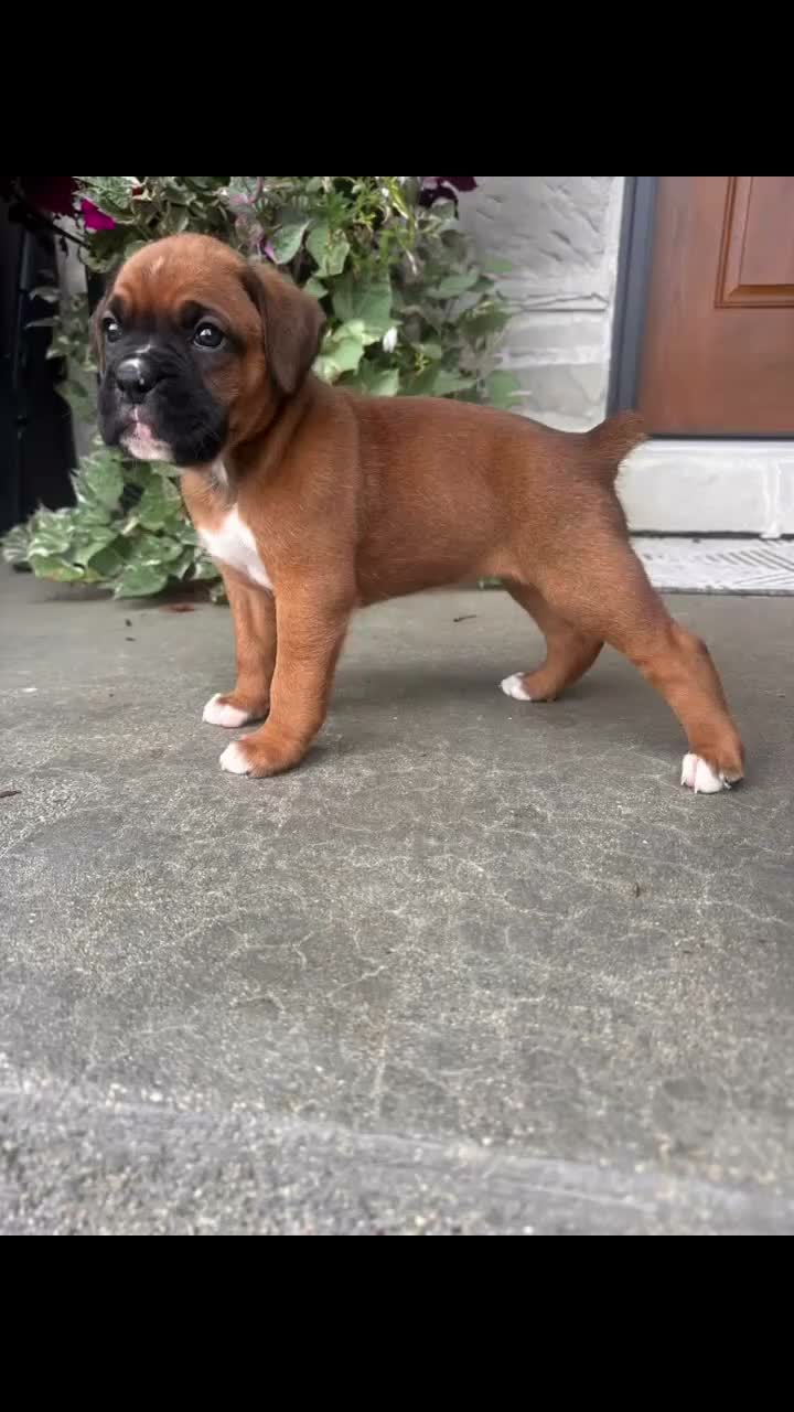 Boxer dogs for sale: Feline - Video 1