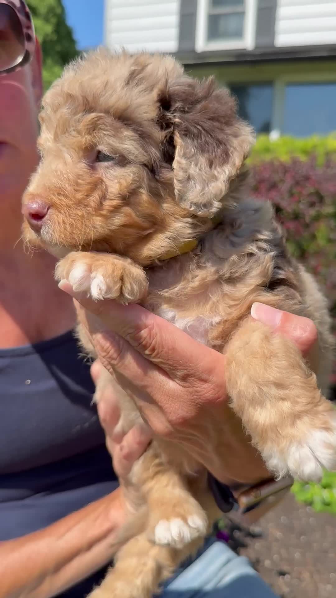 Bernedoodle dogs for sale: Aspen - Video 1