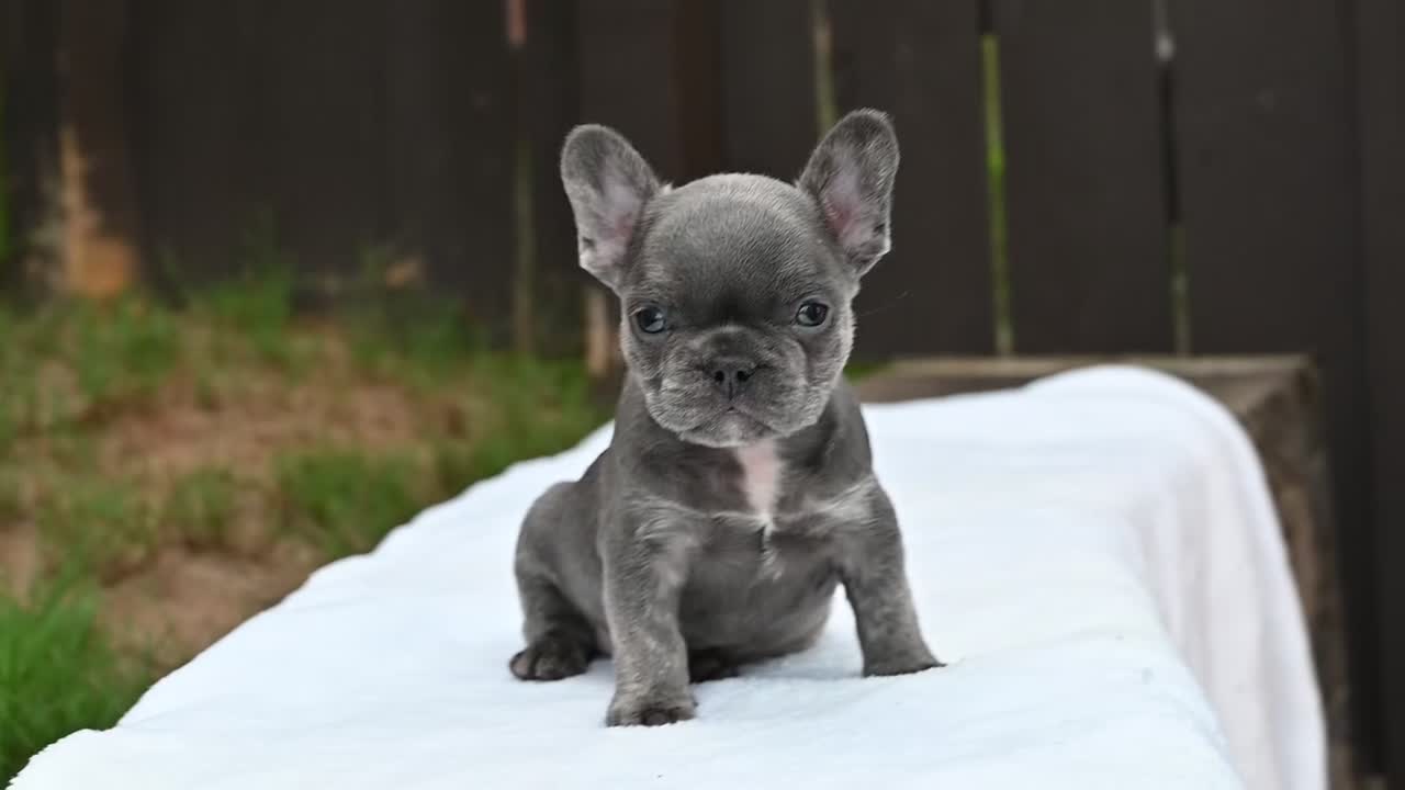 French Bulldog dogs for sale: French Bulldog 1 - Video 1