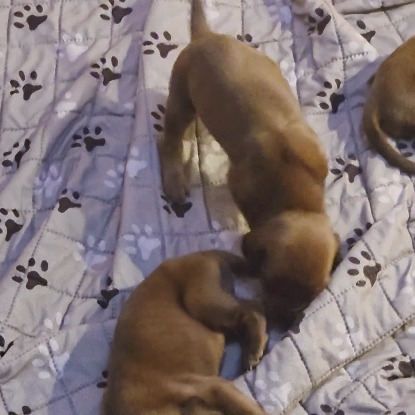 Redbone Coonhound dogs for sale: Redbone Coonhound 9(black) - Video 1