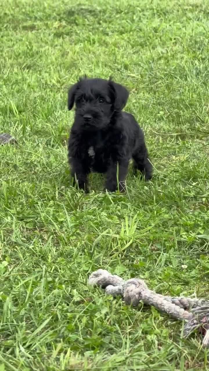 Miniature Schnauzer dogs for sale: Thelma Miniature Schnauzer  - Video 2