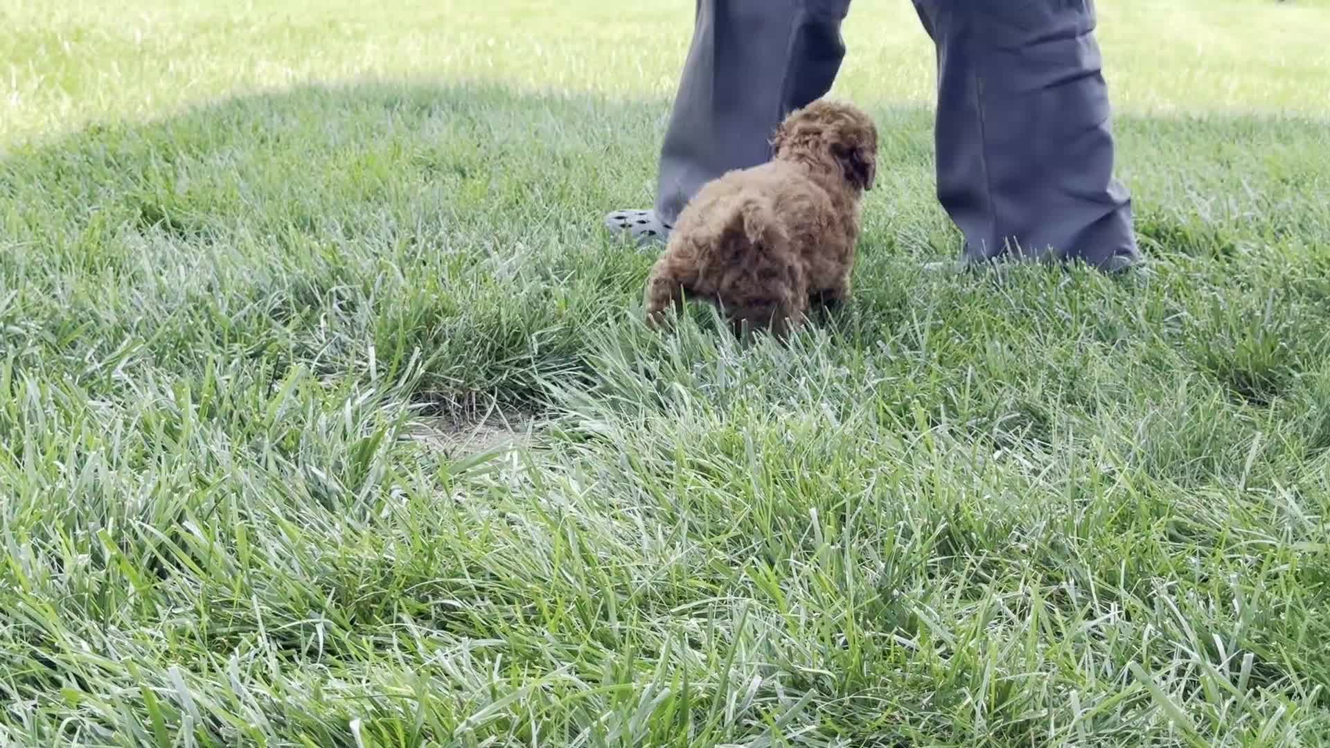 Miniature Poodle dogs for sale: Theo - Video 1