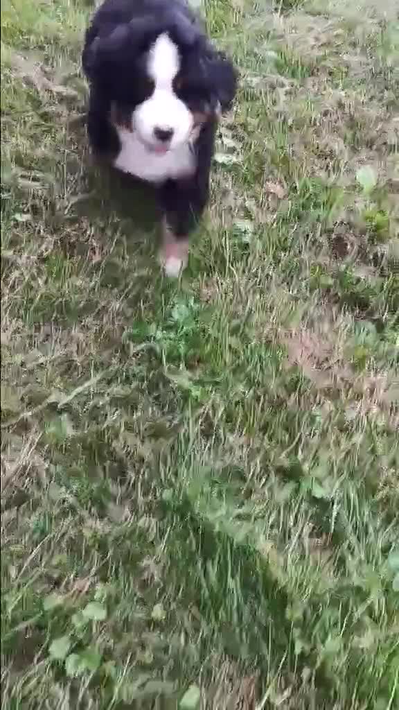 Bernese Mountain Dog dogs for sale: Sophia - female - Re-listed due to loss in buyers family - Video 2