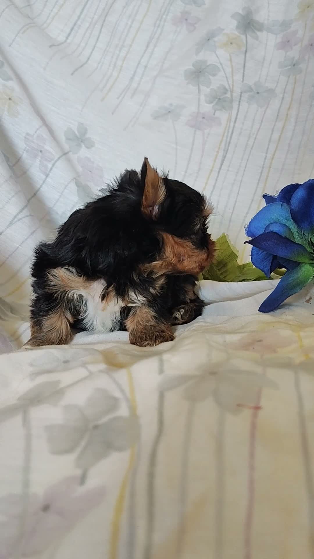 Yorkshire Terrier dogs for sale: Ernie - Video 1