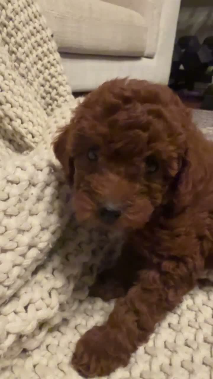 Toy Poodle dogs for sale: Alice - Video 1