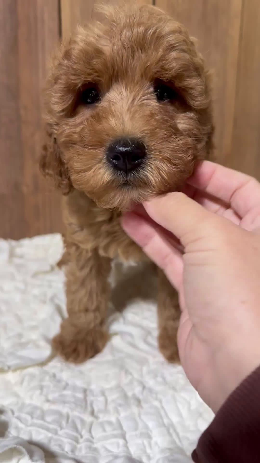 Mini Goldendoodle dogs for sale: Helena - Video 1