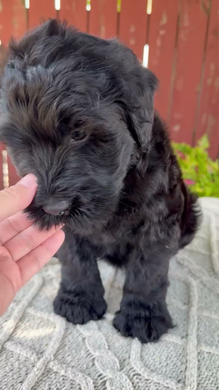 Giant Schnauzer dogs for sale: Teresa - Video 1