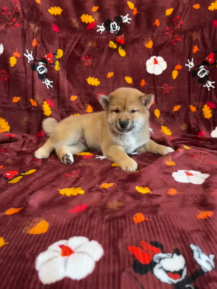Shiba Inu dogs for sale: Shiba Inu Puppy 3 - Video 1