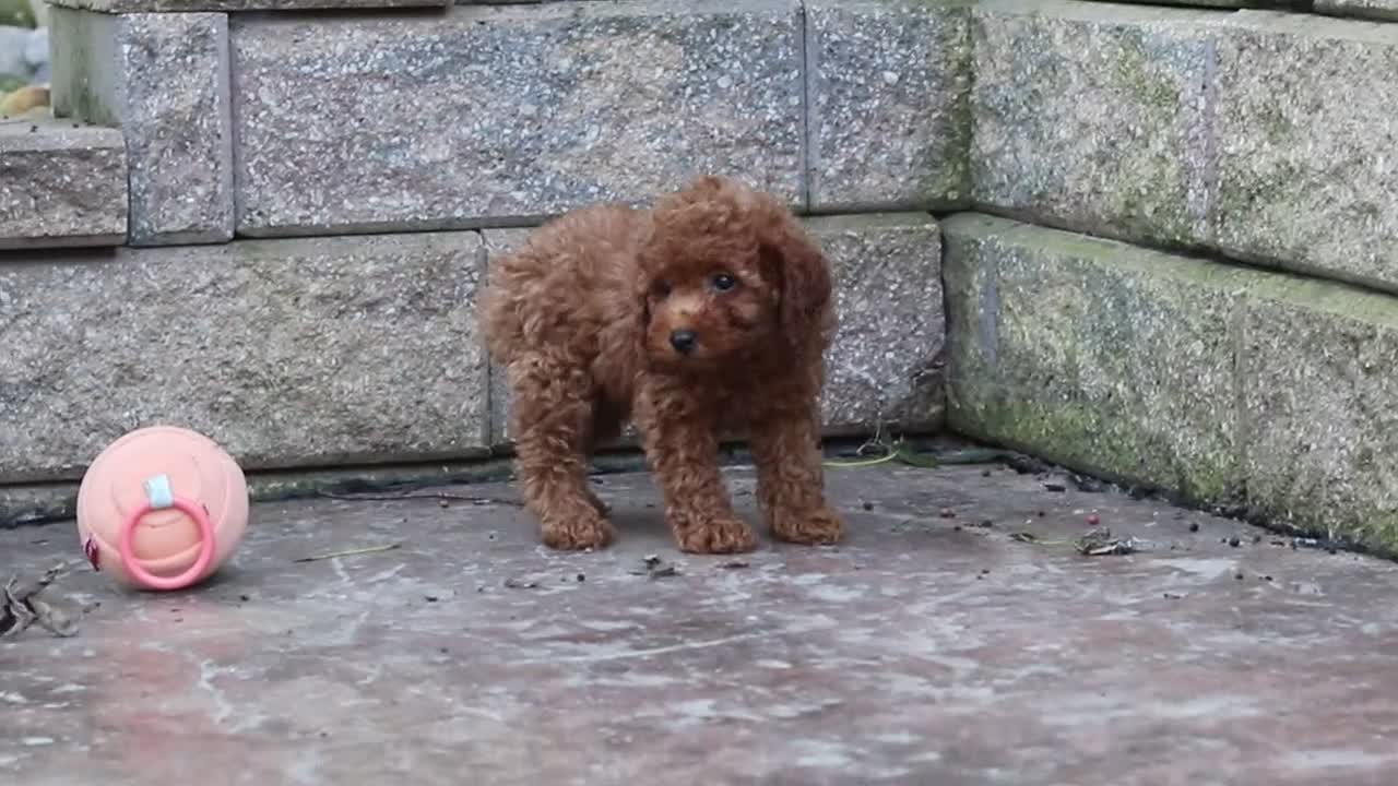 Miniature Poodle dogs for sale: Adam - Video 3