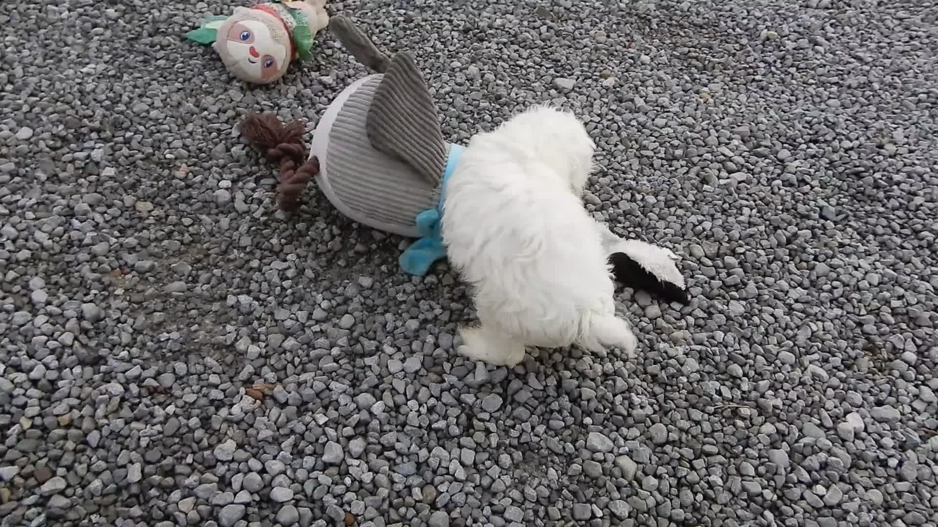 Cockapoo dogs for sale: Amber - Video 3