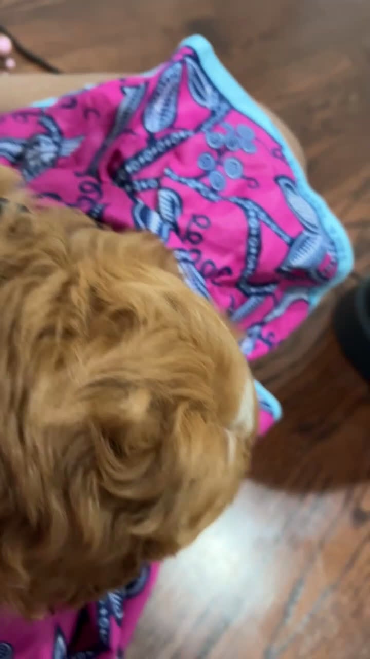 Cavapoo dogs for sale: Cavapoo Puppy 5 - Video 2