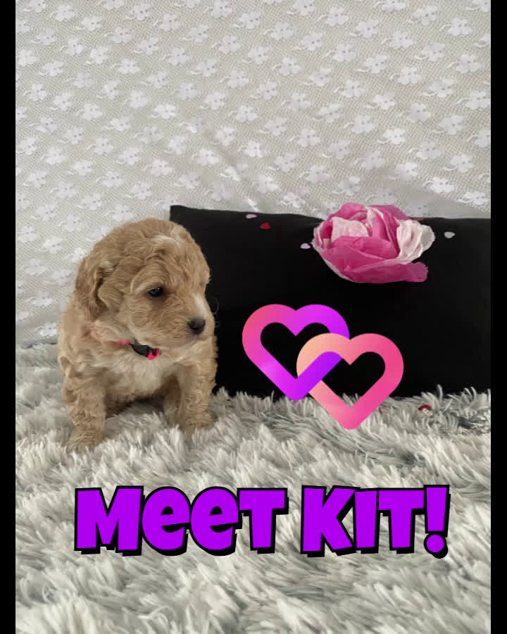 Mixed Breed dogs for sale: Kit - Video 1