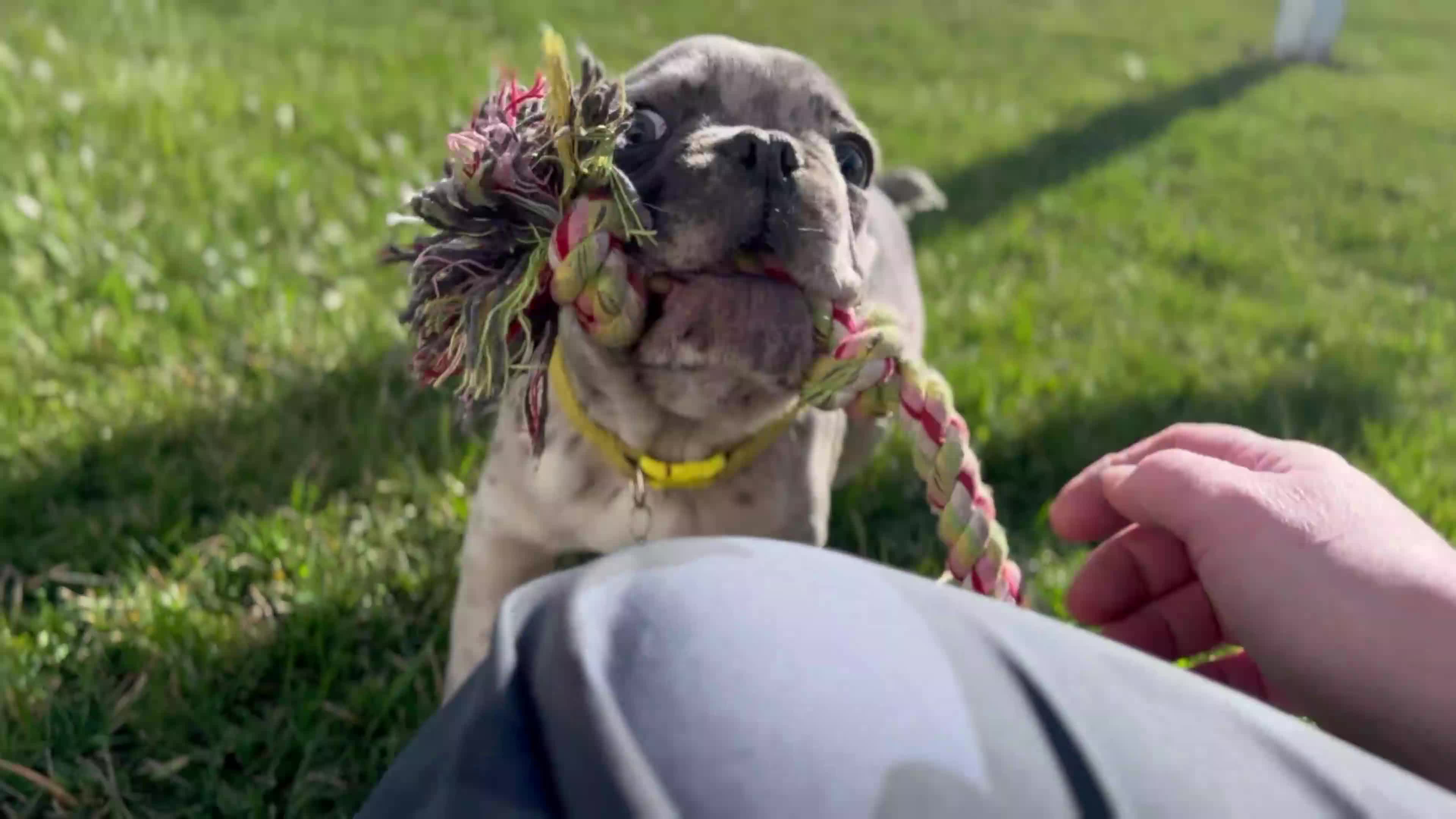 French Bulldog dogs for sale: Quentyn “Yellow” Collar, Male - Video 1