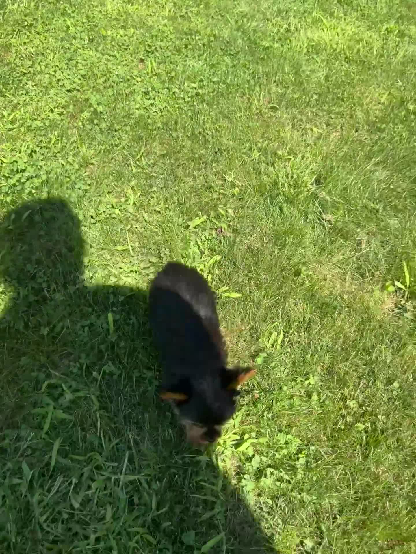Yorkshire Terrier dogs for sale: Trey - Video 1