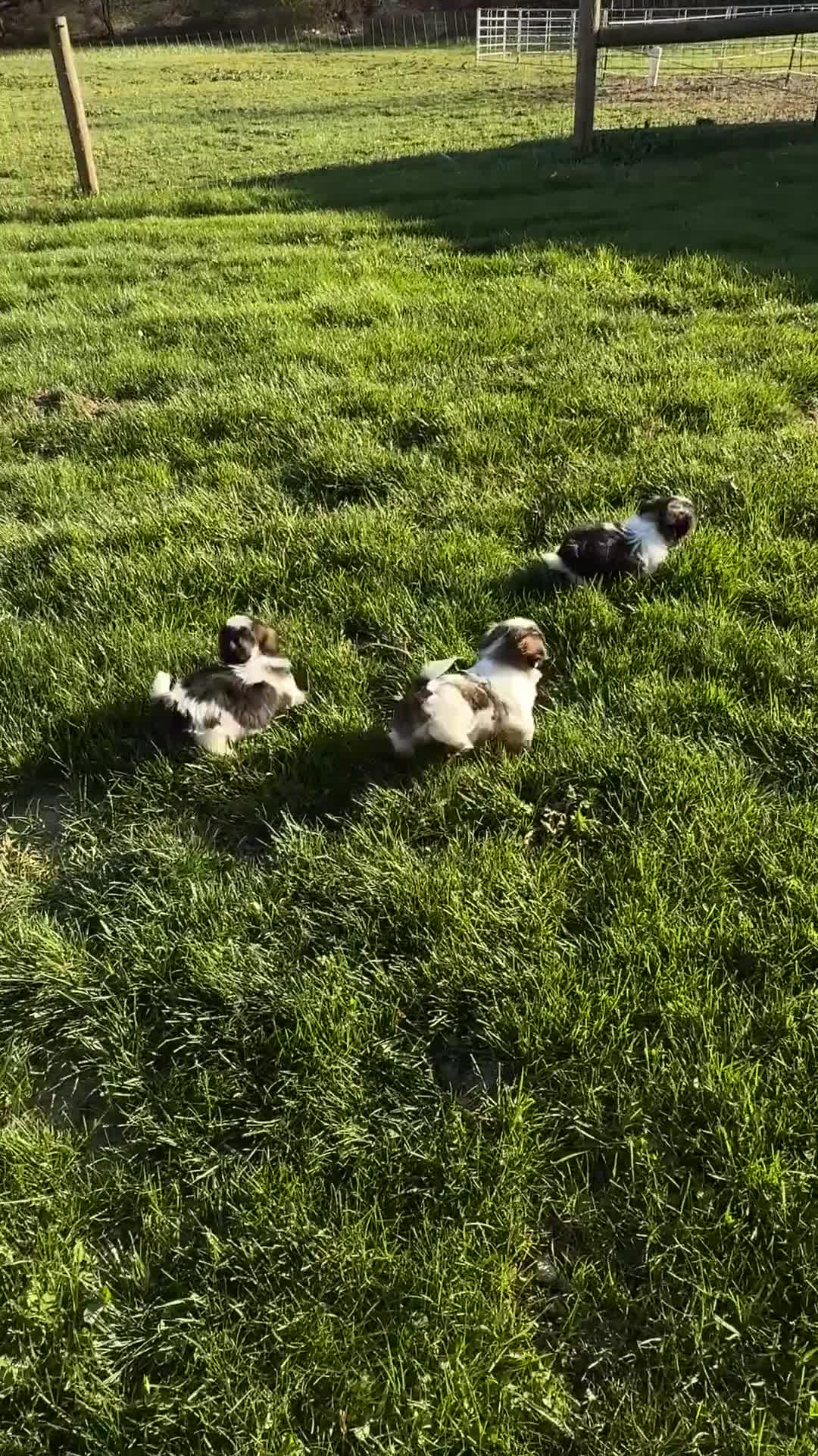 Shih Tzu dogs for sale: AKC SAWYER - Video 4