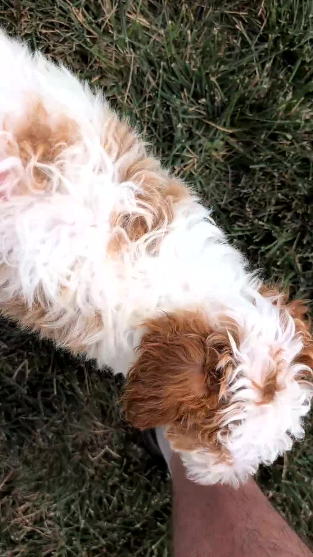 Miniature Poodle dogs for sale: Apollo - Video 1