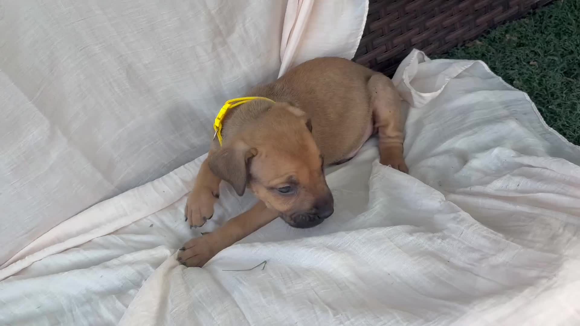 South African Boerboels dogs for sale: South African Boerboels Puppy 6 - Video 1