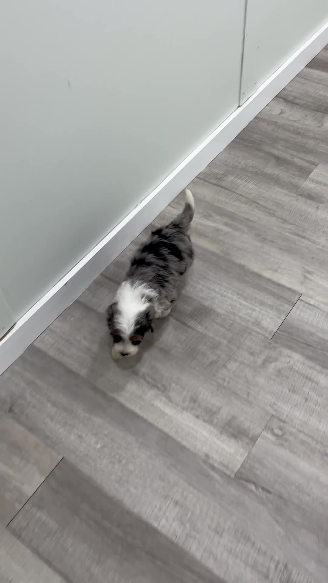 Mini Bernedoodle dogs for sale: Hank - Video 1
