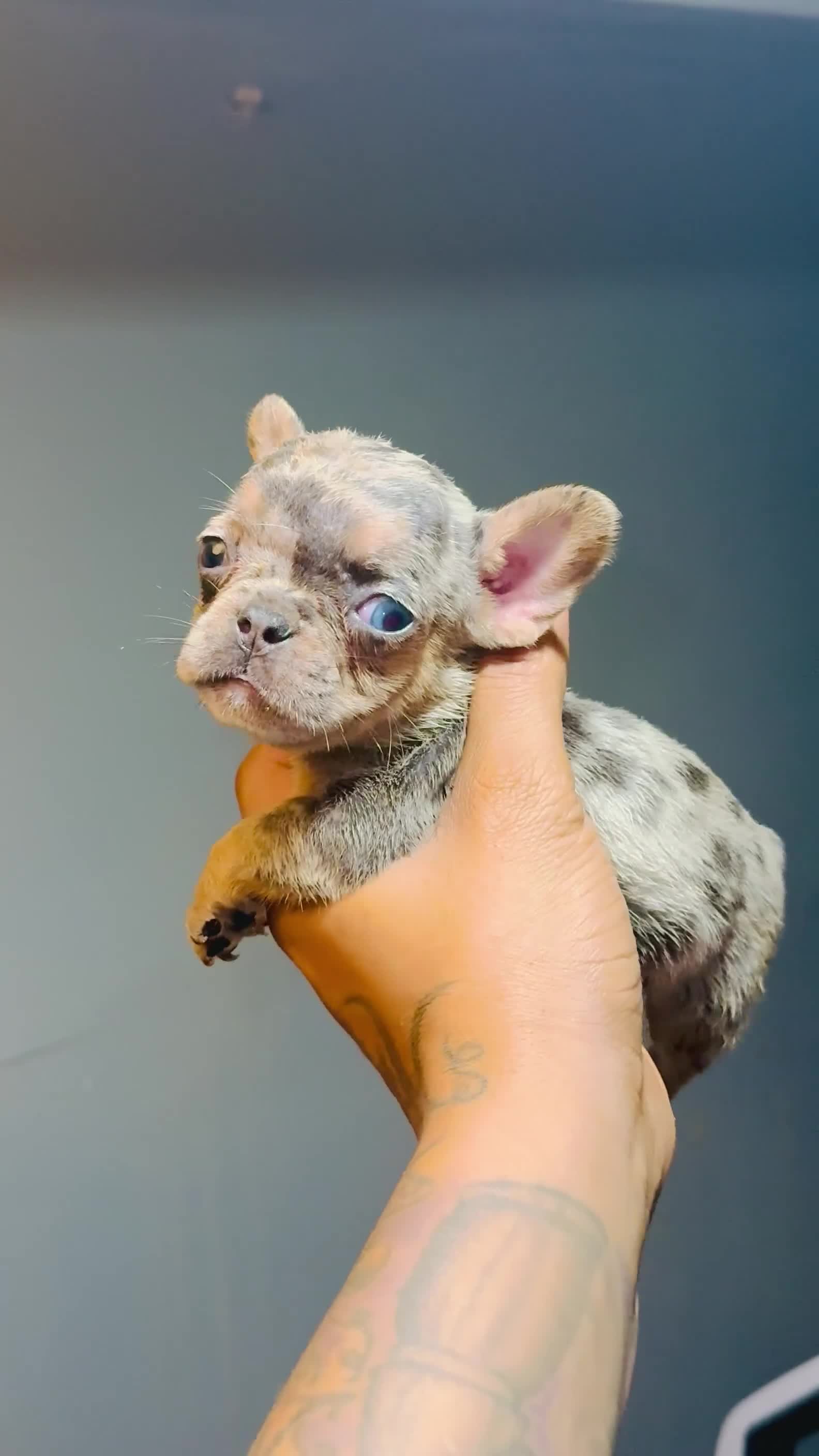 French Bulldog dogs for sale: French Bulldog Puppy 6 - Video 1
