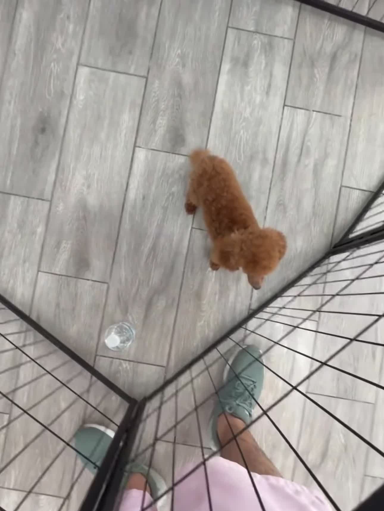 Toy Poodle dogs for sale: Toy Poodle Puppy 1 - Video 1