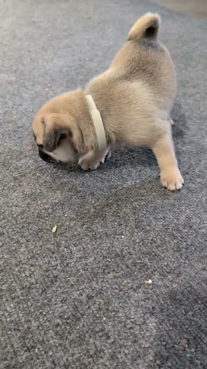 Pug dogs for sale: Namor - Video 1
