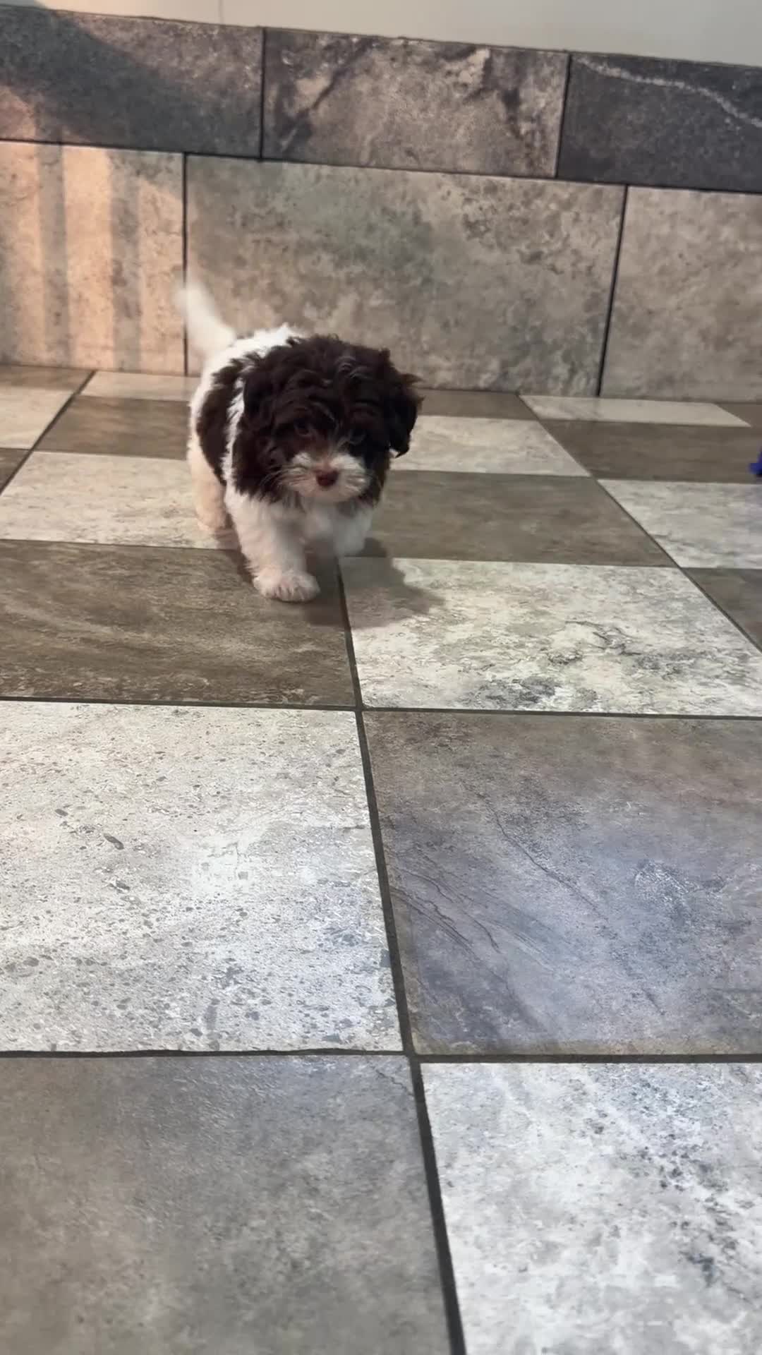 Havapoo dogs for sale: Eva - Video 1