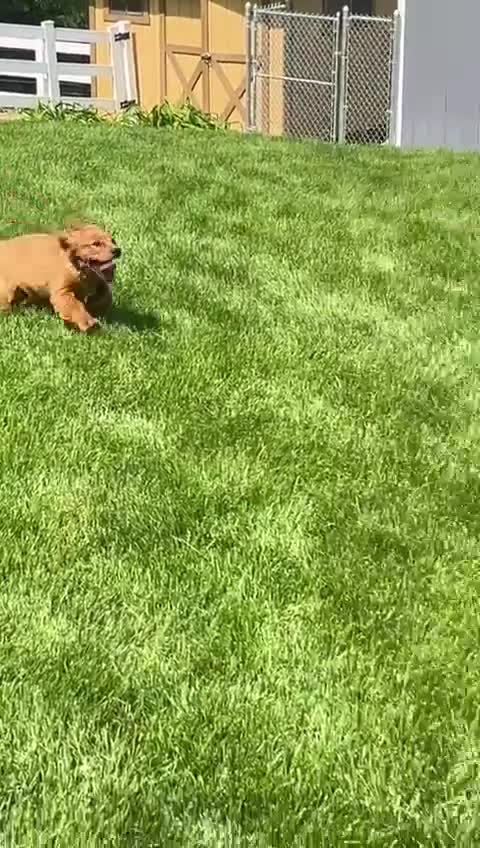Miniature Golden Retriever dogs for sale: Aspen - Video 1