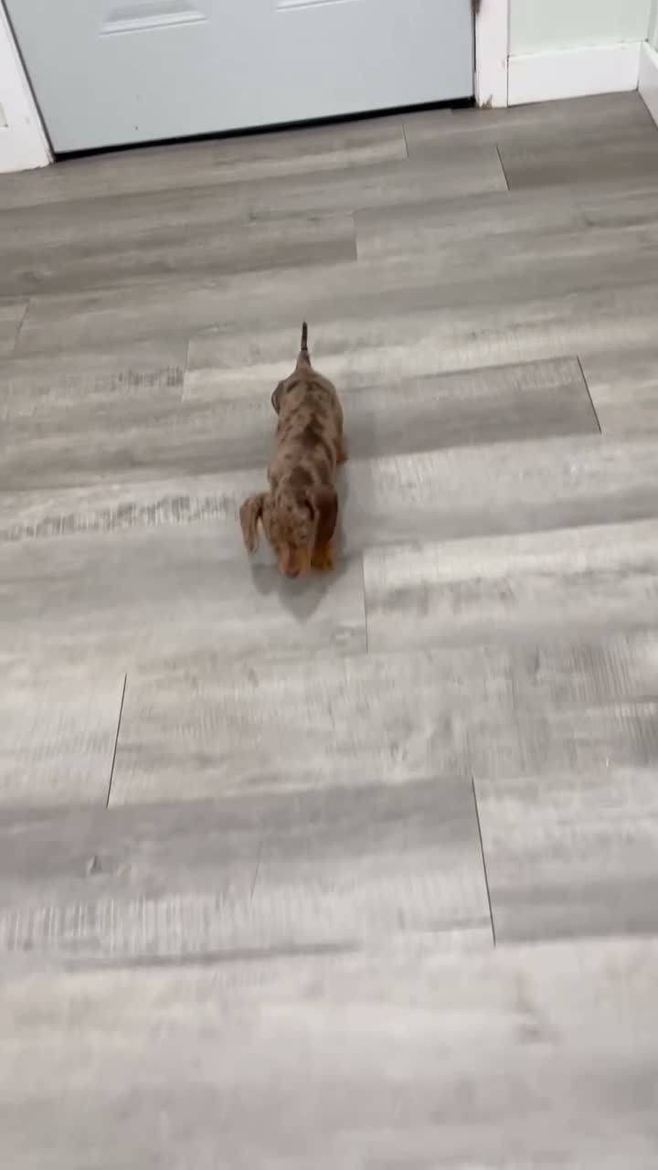 Miniature Dachshund dogs for sale: Misty - Video 1