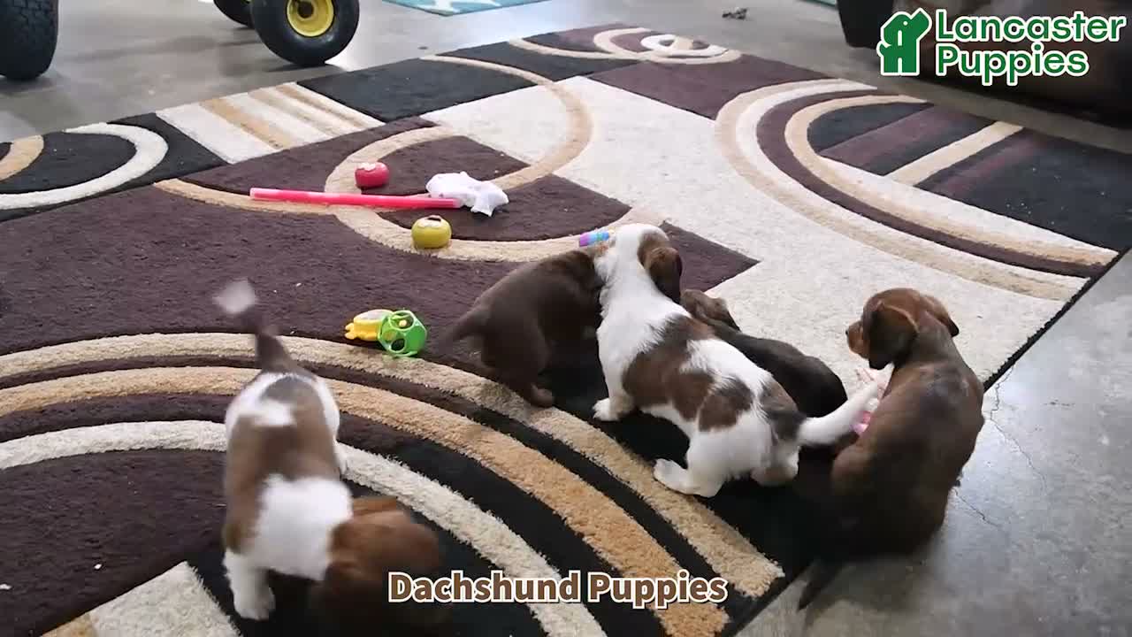 Dachshund dogs for sale: Tilly - Video 1