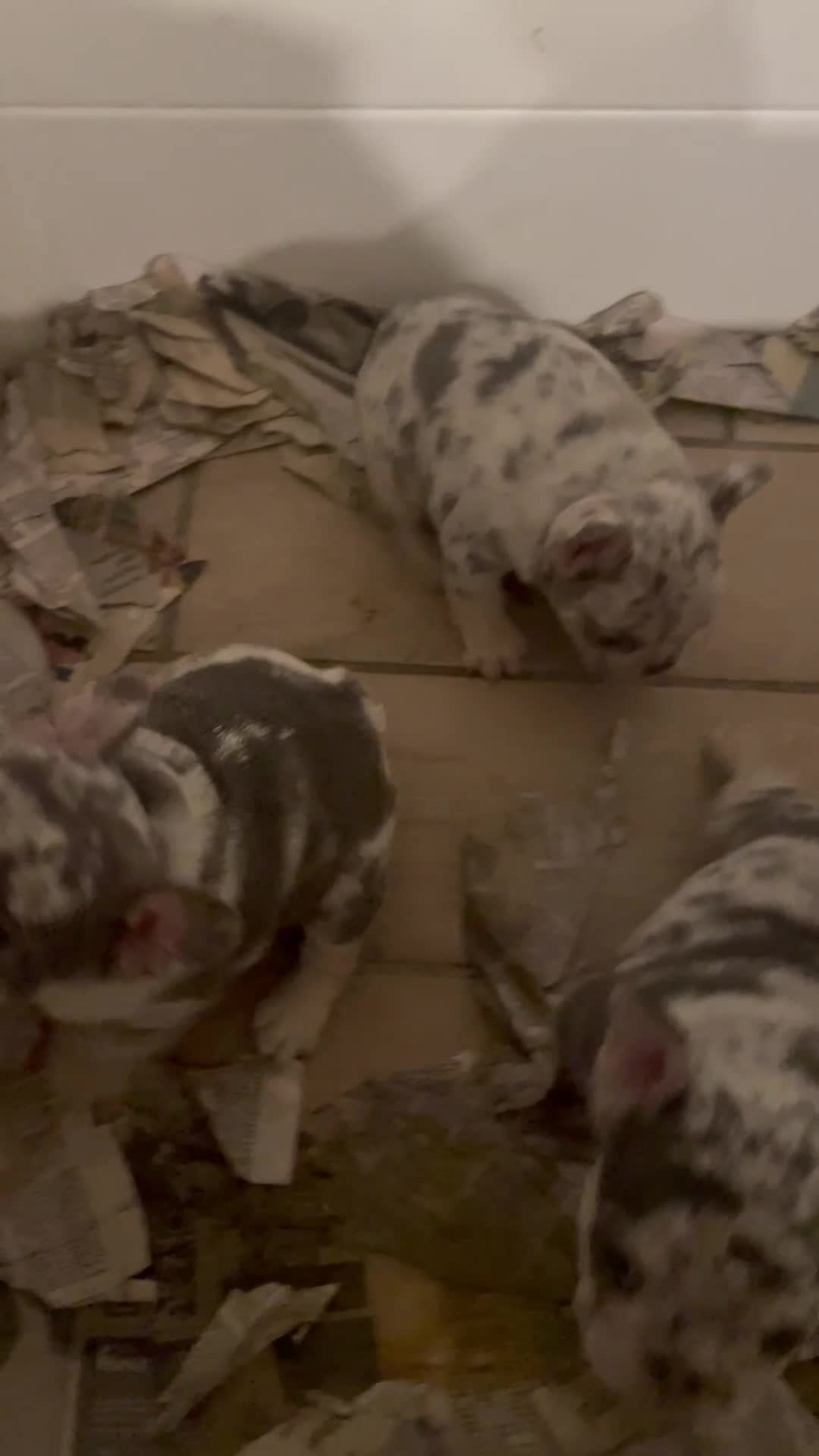 French Bulldog dogs for sale: French Bulldog 1 - Video 1