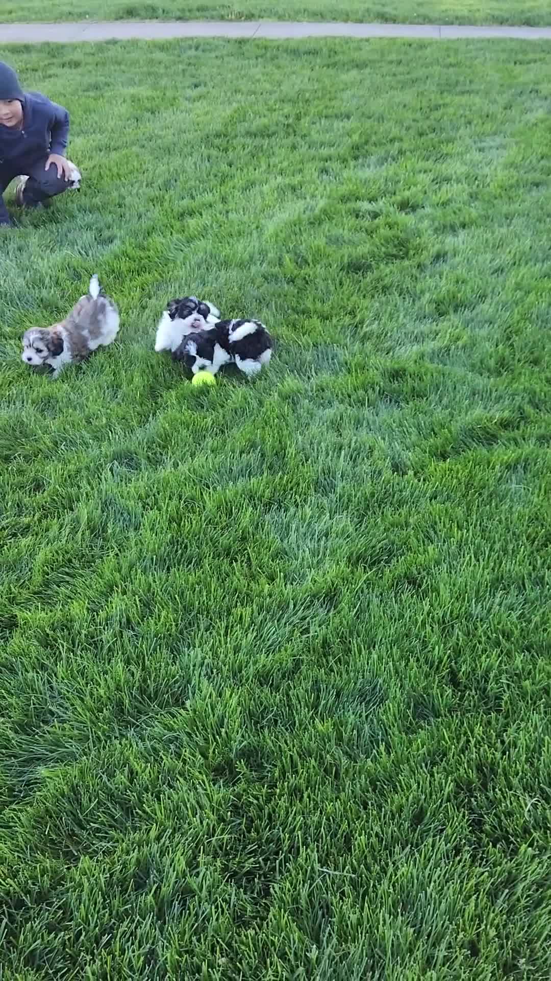 Shih Tzu dogs for sale: Remi - Video 2