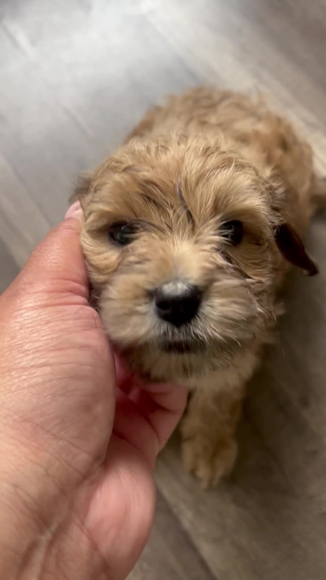 Mixed Breed dogs for sale: Mixed Breed 5 - Video 1
