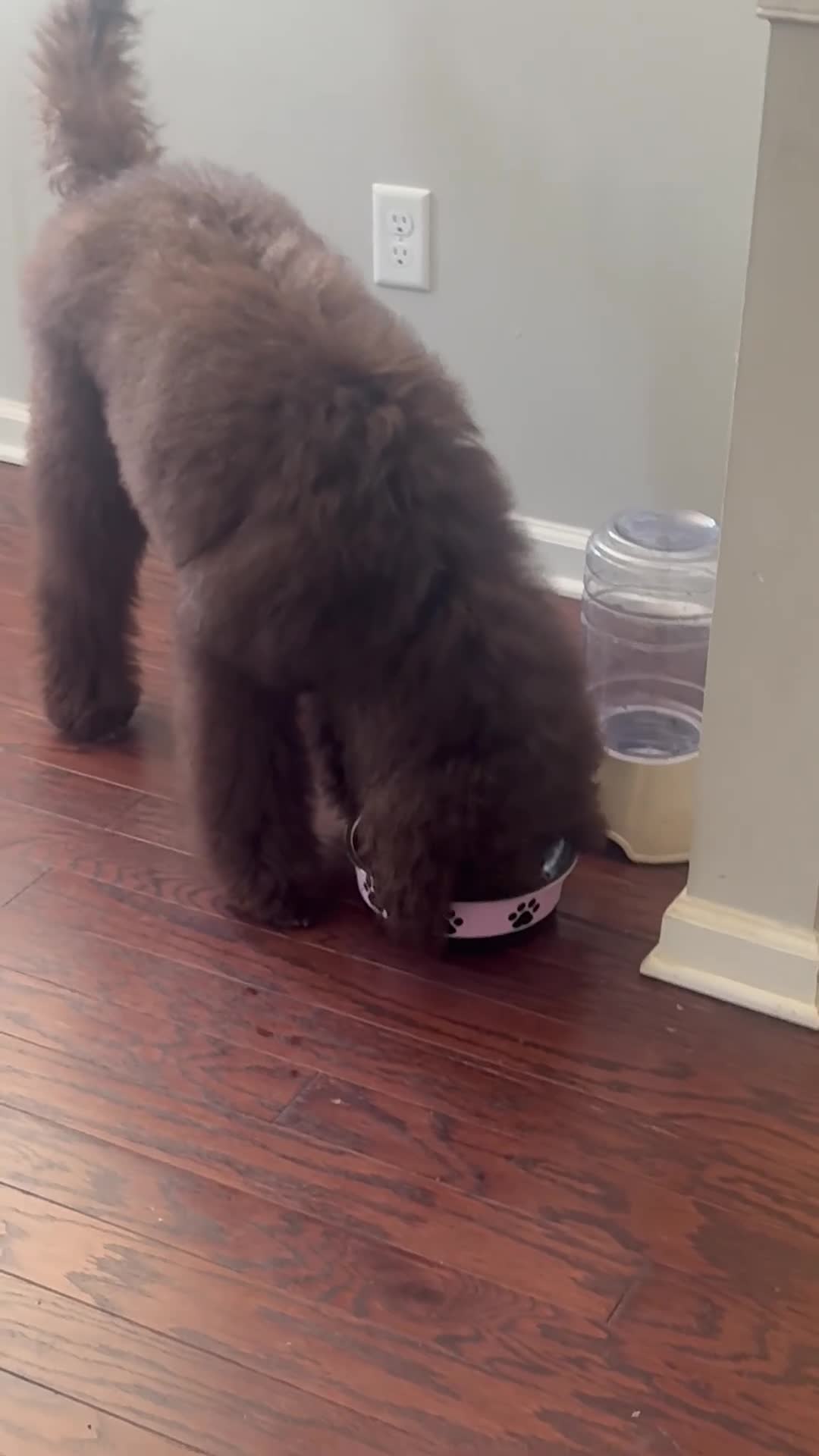 Standard Poodle dogs for sale: Standard Poodle Puppy 2 - Video 1