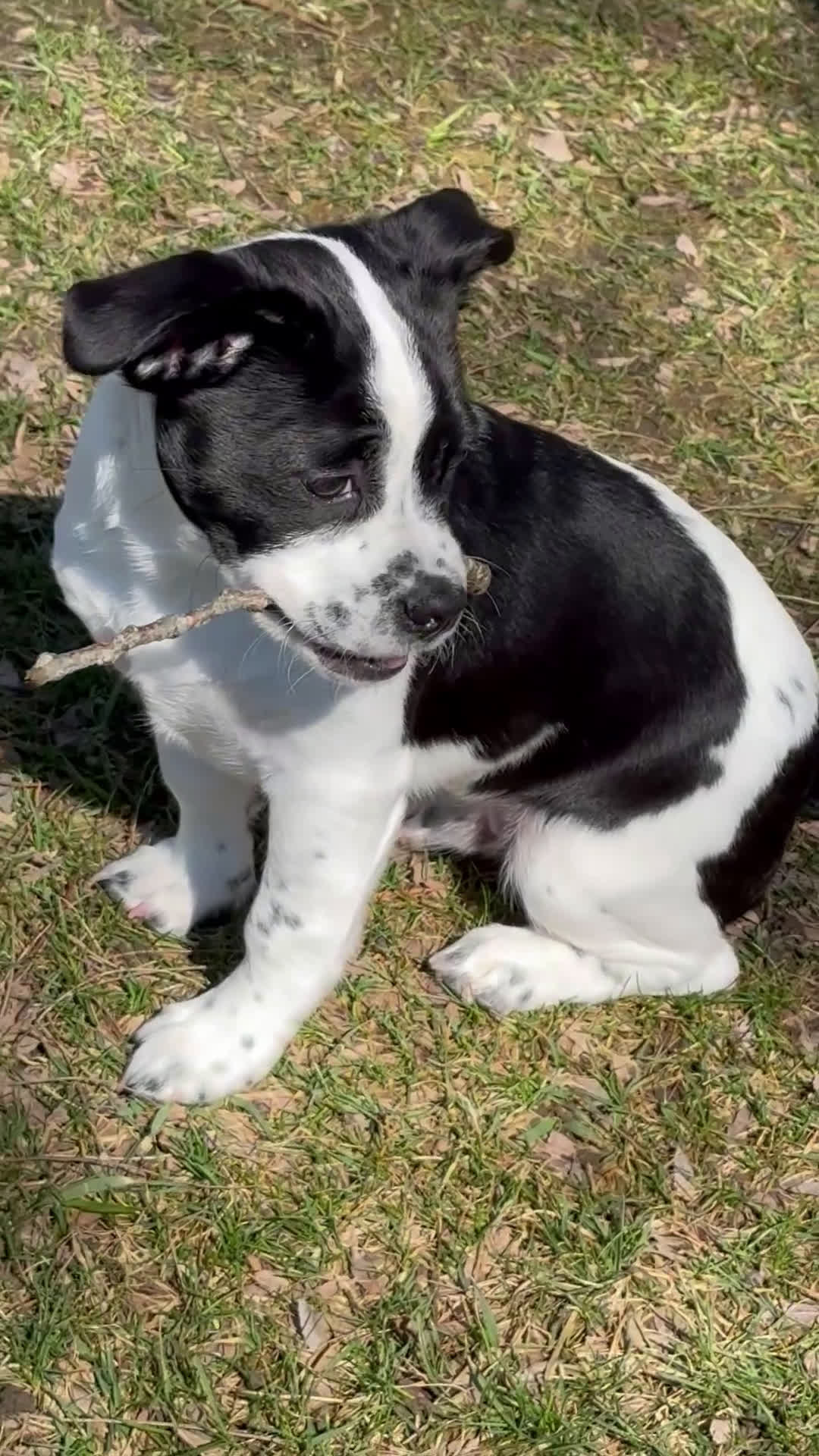 Mixed Breed dogs for sale: Mixed Breed Puppy 1 - Video 1