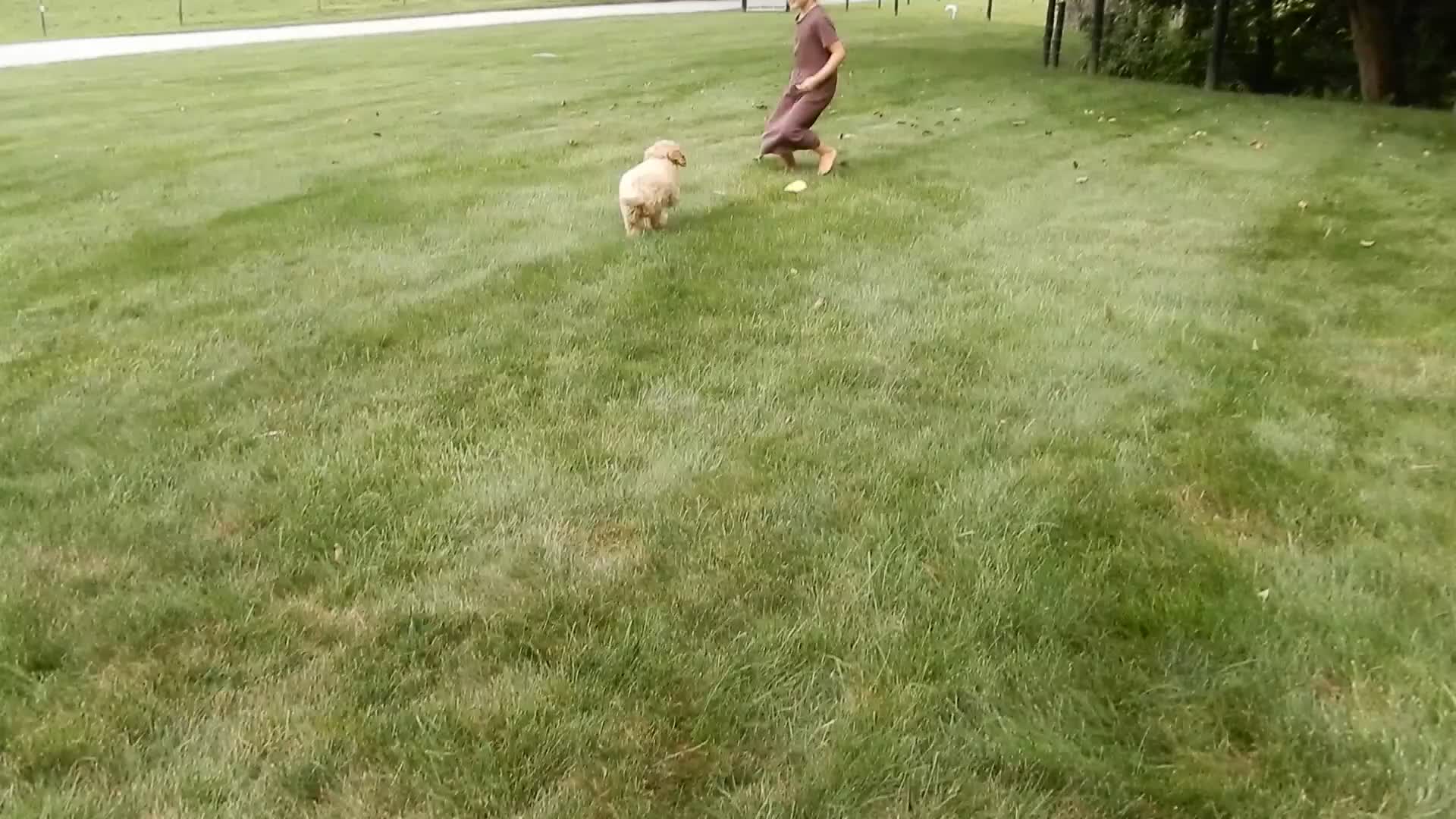 Cavapoo dogs for sale: Benji - Video 2
