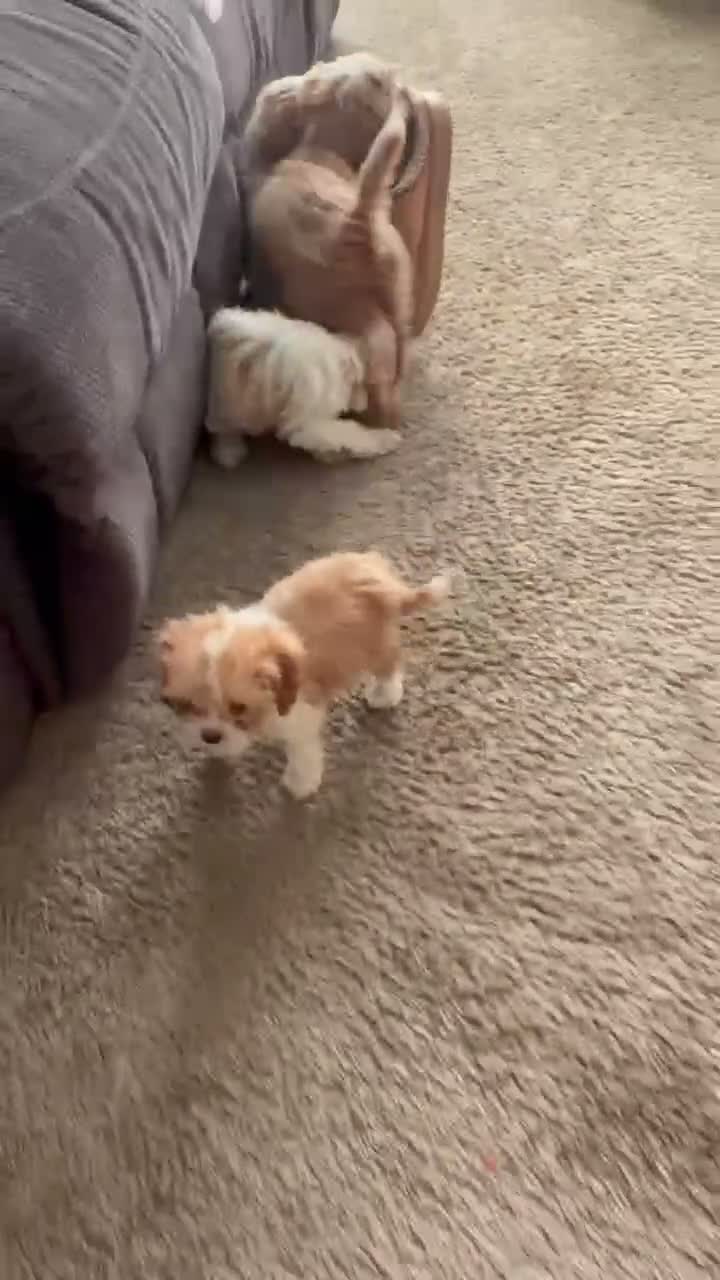 Cavapoo dogs for sale: Sky - Video 1