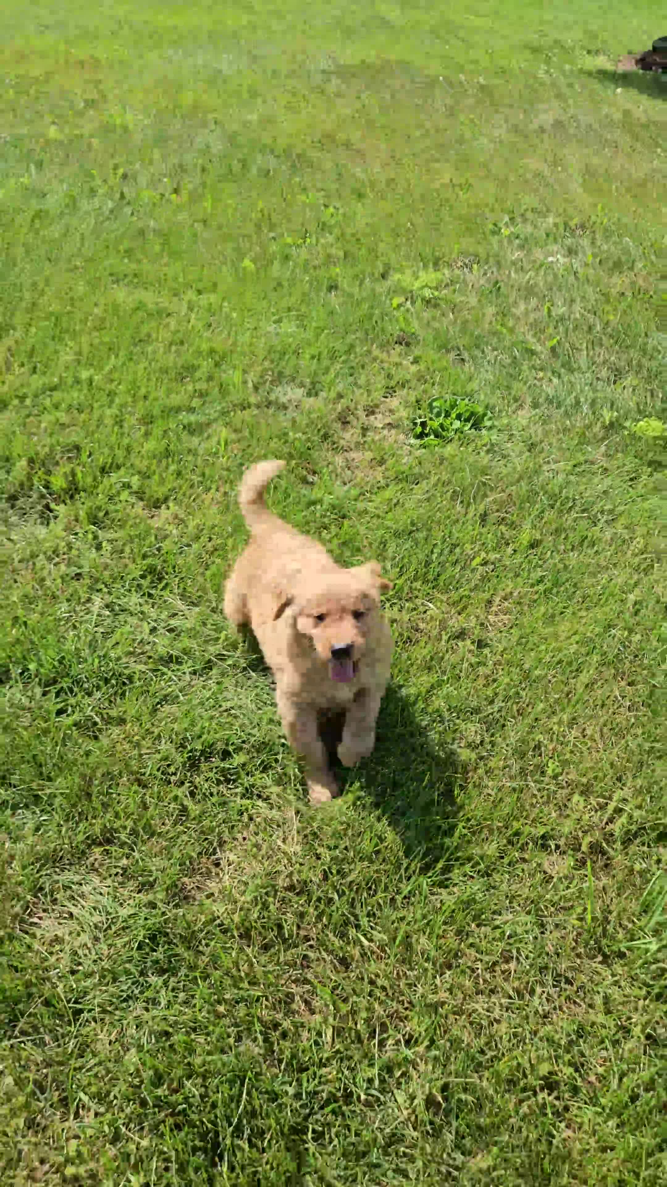 Golden Retriever dogs for sale: Dakota  - Video 1