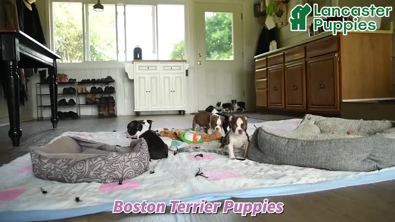 Boston Terrier dogs for sale: Zipper - Video 1