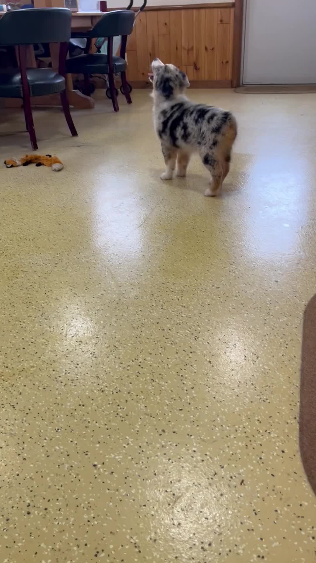 Australian Shepherd dogs for sale: Raptor  - Video 1